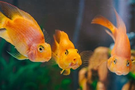 懶人養魚|不只一只魚